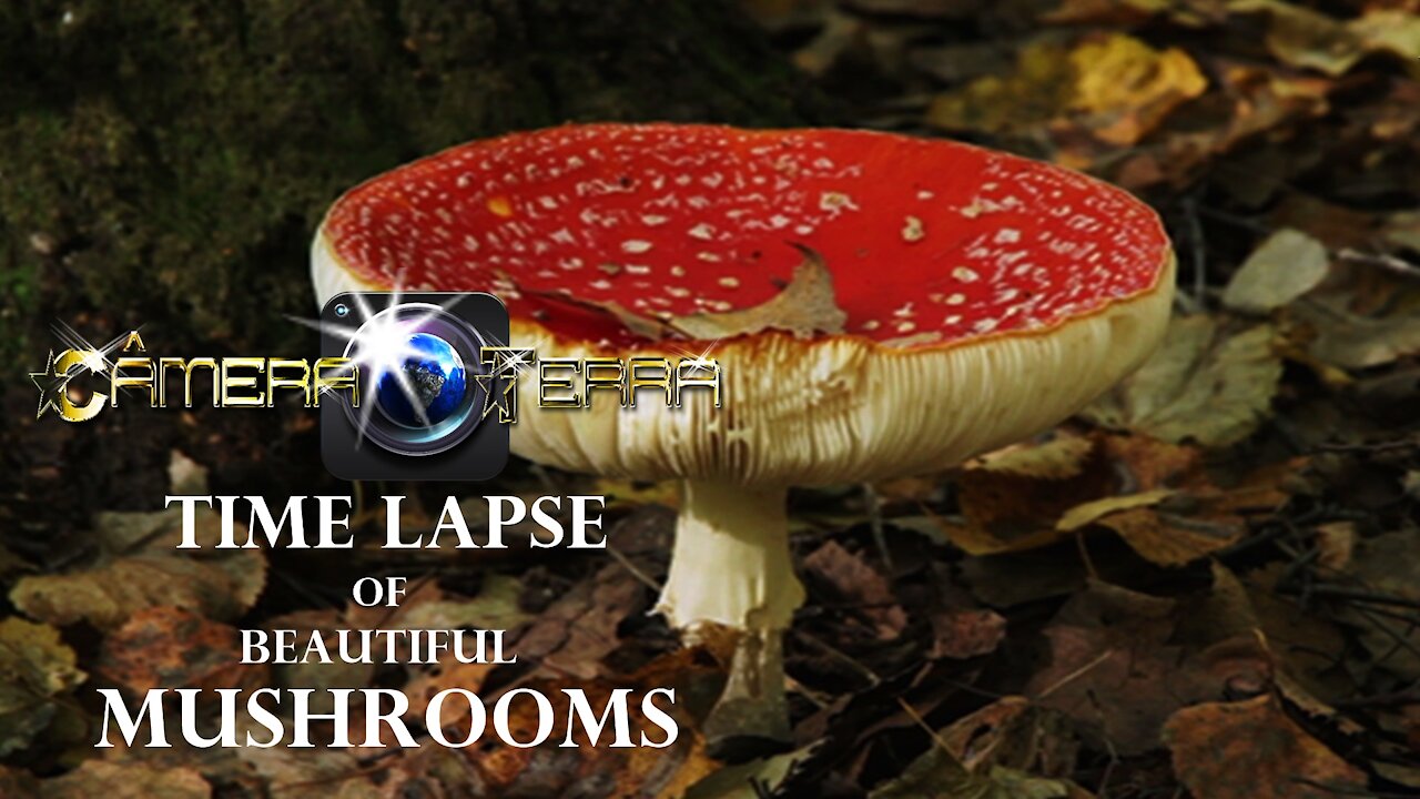 🌎 Time-Lapse Mushroom |2021