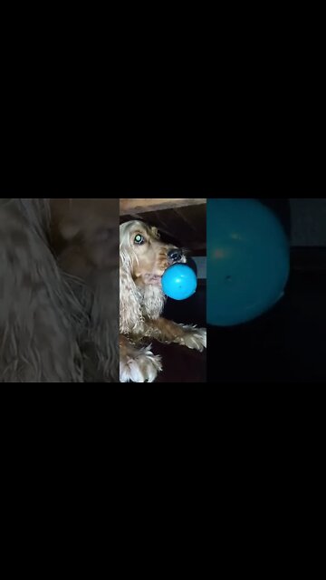 #dogshow , #animals , #dogs , #shorts