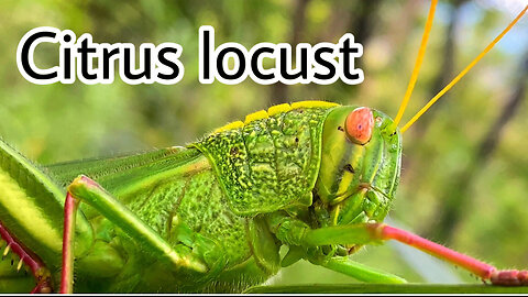 Citrus locust