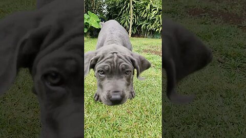 Cane Corso Puppy Shows off Her Floppy Skin