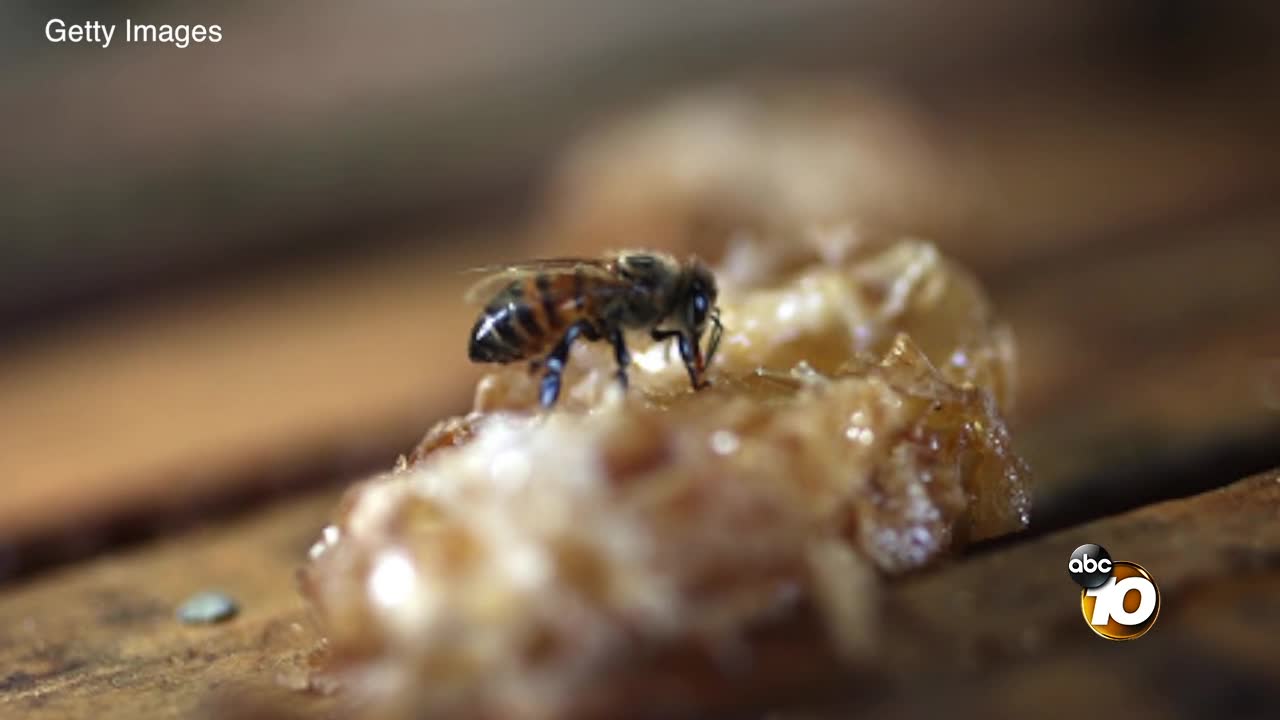 Urban beekeeping becoming a growing trend in San Diego