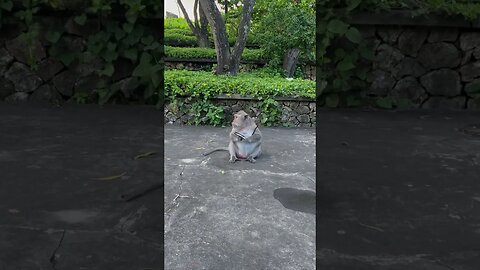 Monkey Steals Woman's Sunglasses