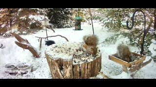 Wildlife And Bird Feeder Timelapse 2/4/22