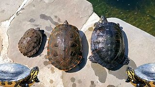 Adding the turtles back into my pond