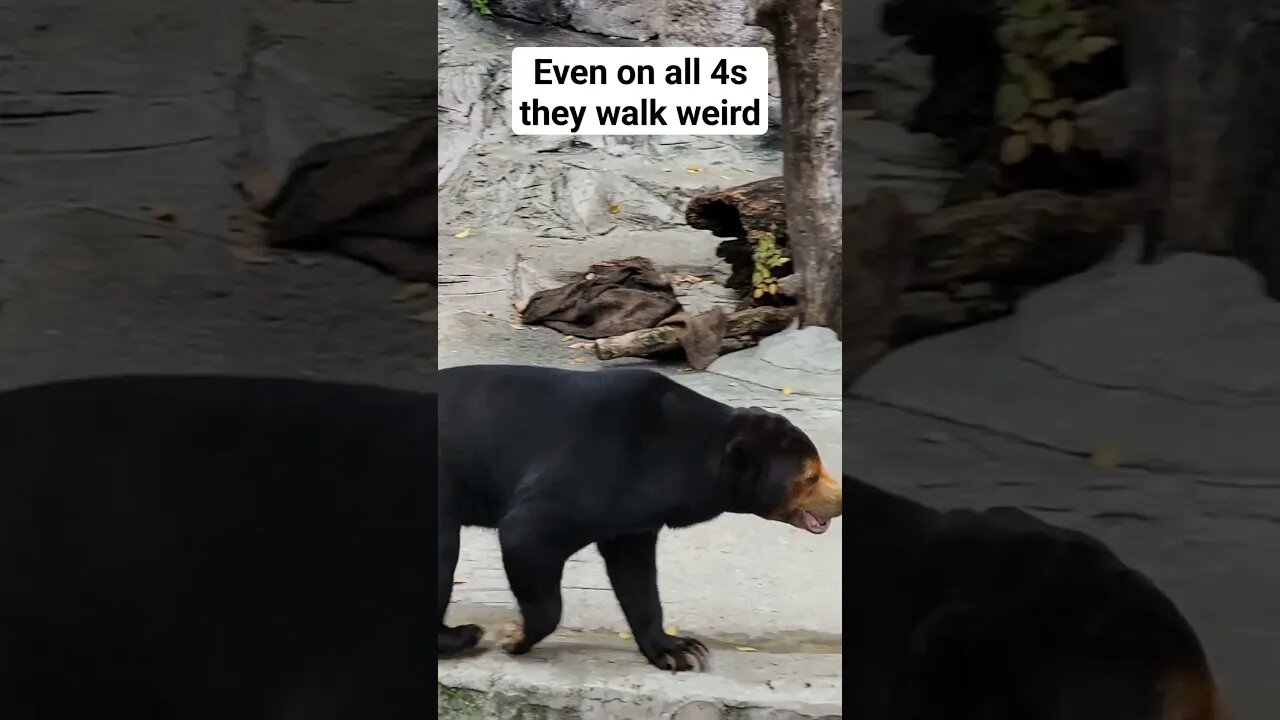 sun bear at the Osaka Tennoji Zoo. #japan #osaka #zoo