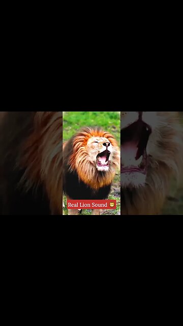 🦁 lion sound 🦁 lion roars #trending #viral #viralsorts #shortfeed #tiktok #sorts #money #lion