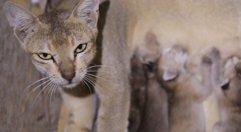 Cute cat nursing and feeding milk to their cute kitten babies
