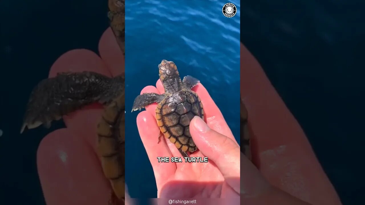 Sea Turtle 🐢 Epic Tiny Heroes!