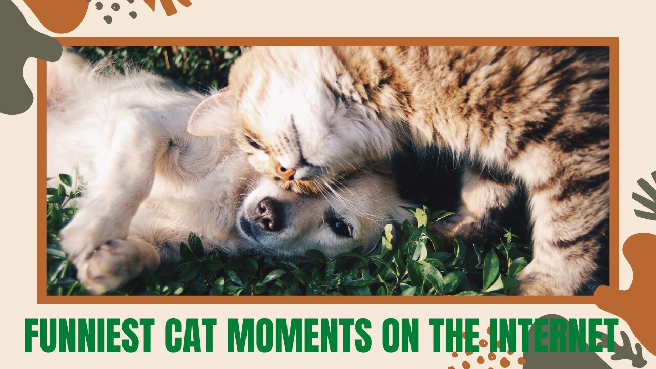 FUNNIEST CAT MOMENTS ON THE INTERNET