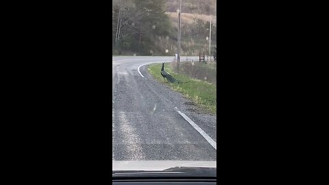 Kinda ASMR: We Saw A Wild Peacock in Tennessee!!!