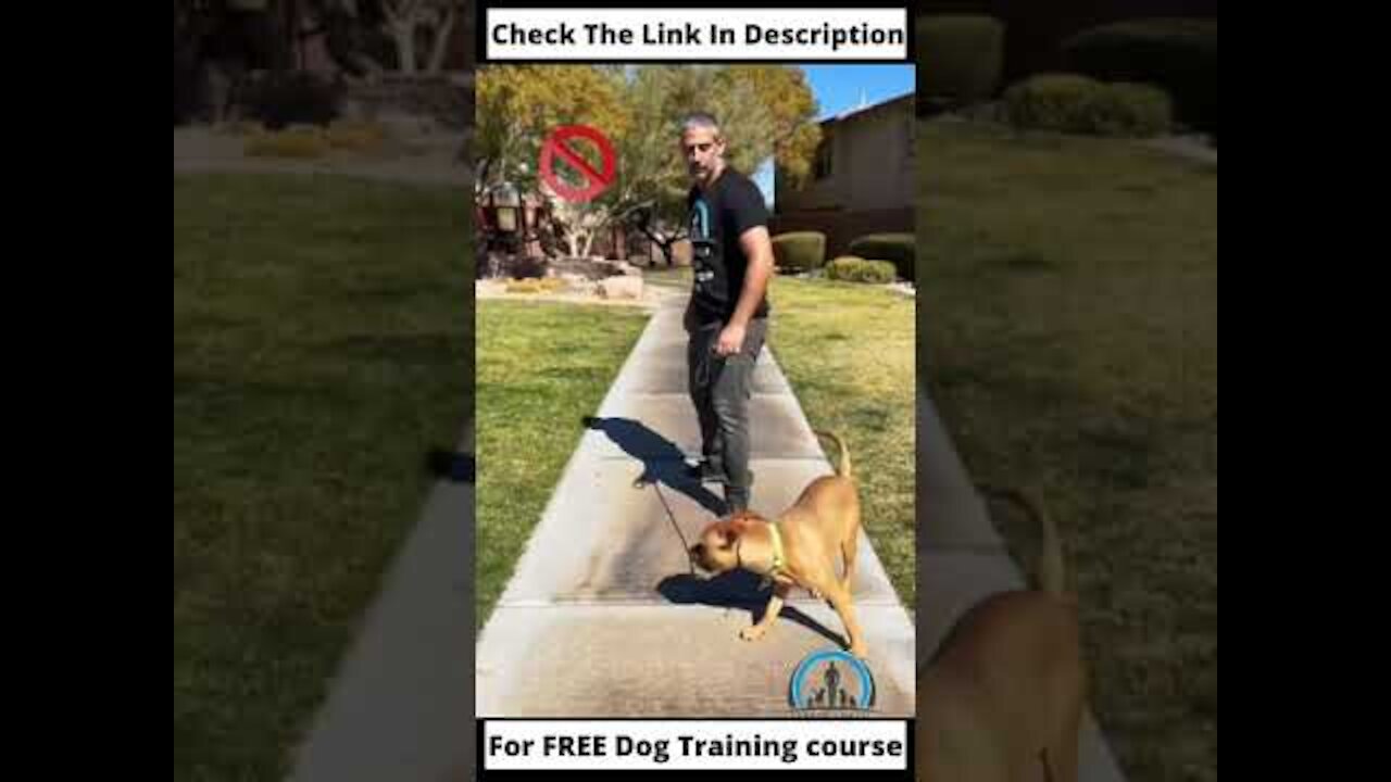 Smart Dog Training Video 🐶 | Dog Training Tricks 🐕 | Dog Training 🐾 | #shorts # dog #dogtraning