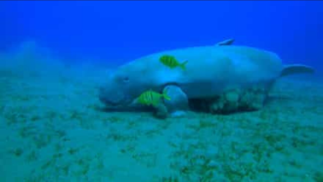 Seven days diving in the Red Sea