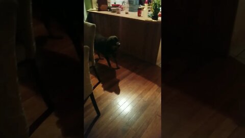 Rottweiler Scared Of Vacuum 😮😓 #rottweiler #shorts #doglovers