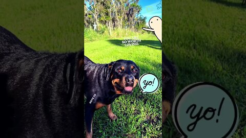 Ozzie the #rottweiler getting some daily #love by way of ball throws in the backyard.