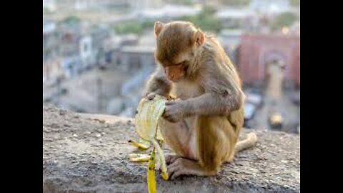 The cute monkey eating in the jungle