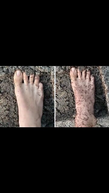 Army of ants instantly swarm this guy's foot