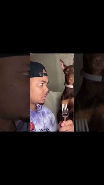 Funny Dog Reaction 🤣