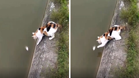 The cat wants to catch fish in the river