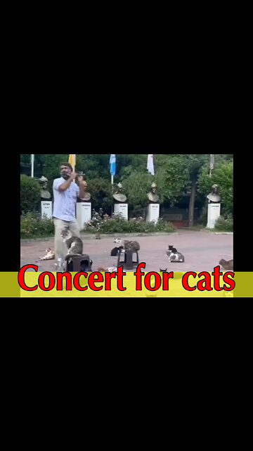 Concert for cats