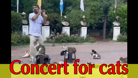 Concert for cats