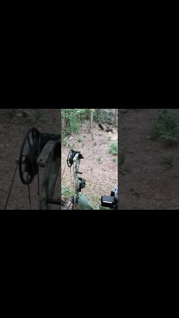 Sometimes you make a perfect shot!