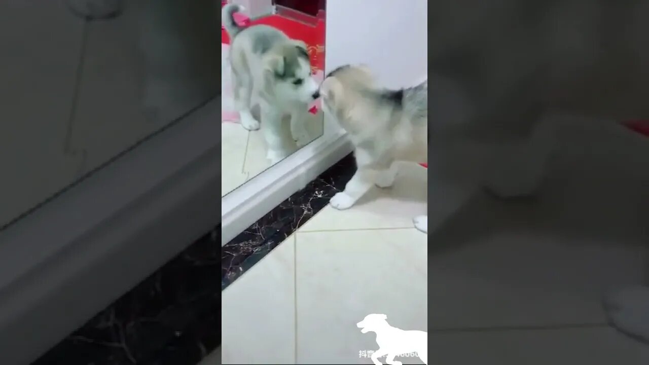 🤣Funny Dogs confused at Mirror 2022 Funny Dog Video Clips #shorts