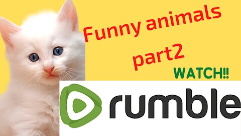 Funny animals comedy's part2