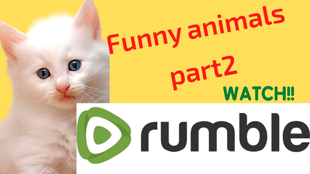 Funny animals comedy's part2