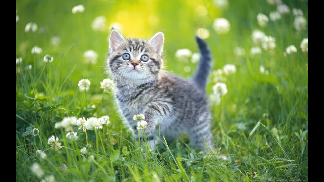 Funniest Cats and Dogs 🐱🐶 Part 1