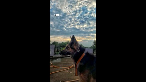 Dog love