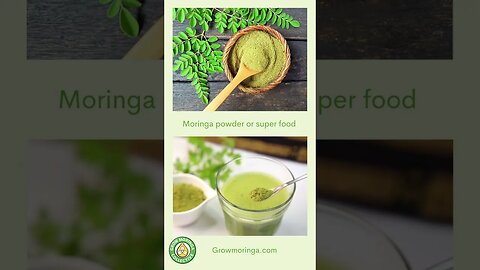 Moringa Tree Health in Henderson, Nevada with Ellie | The Grow Moringa Collective