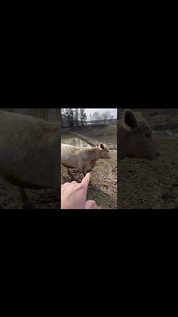 Day 12 of 30 days of #calving . #cattle #calf #cow #farm #farmlife #ranch #ranchlife #feedingcattle