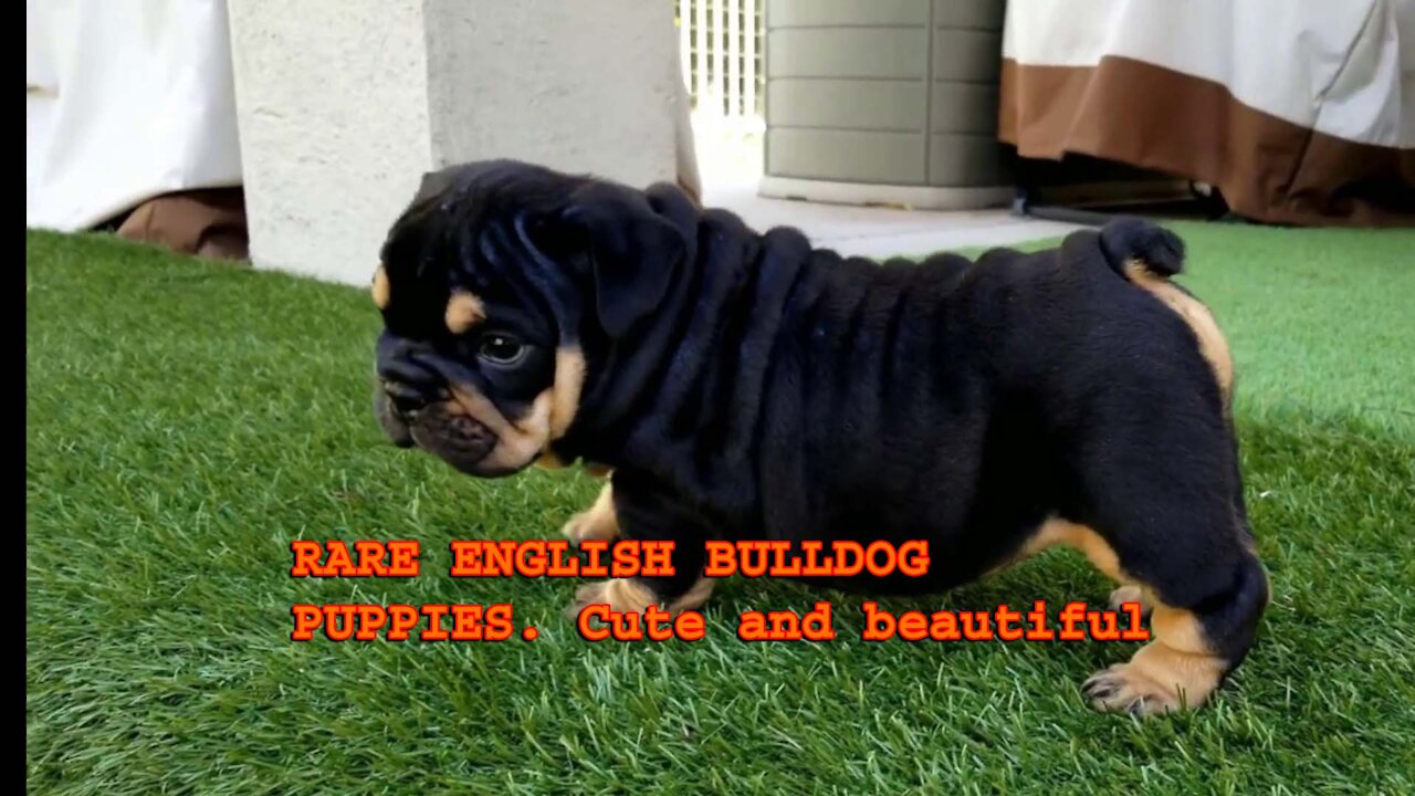 RARE ENGLISH BULLDOG PUPPIES _ Cute and beautiful pup 5 weeks and 3 days old