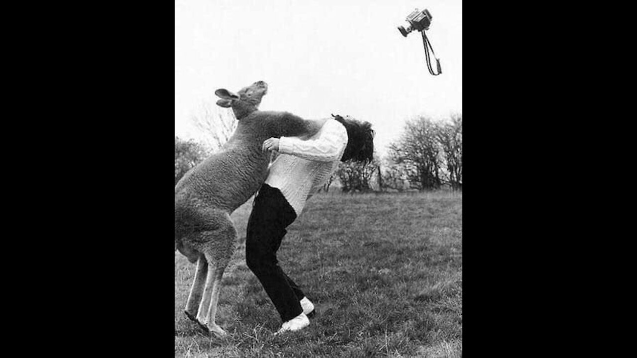 KANGAROO VS PEOPLE FUNNY VIDEOS