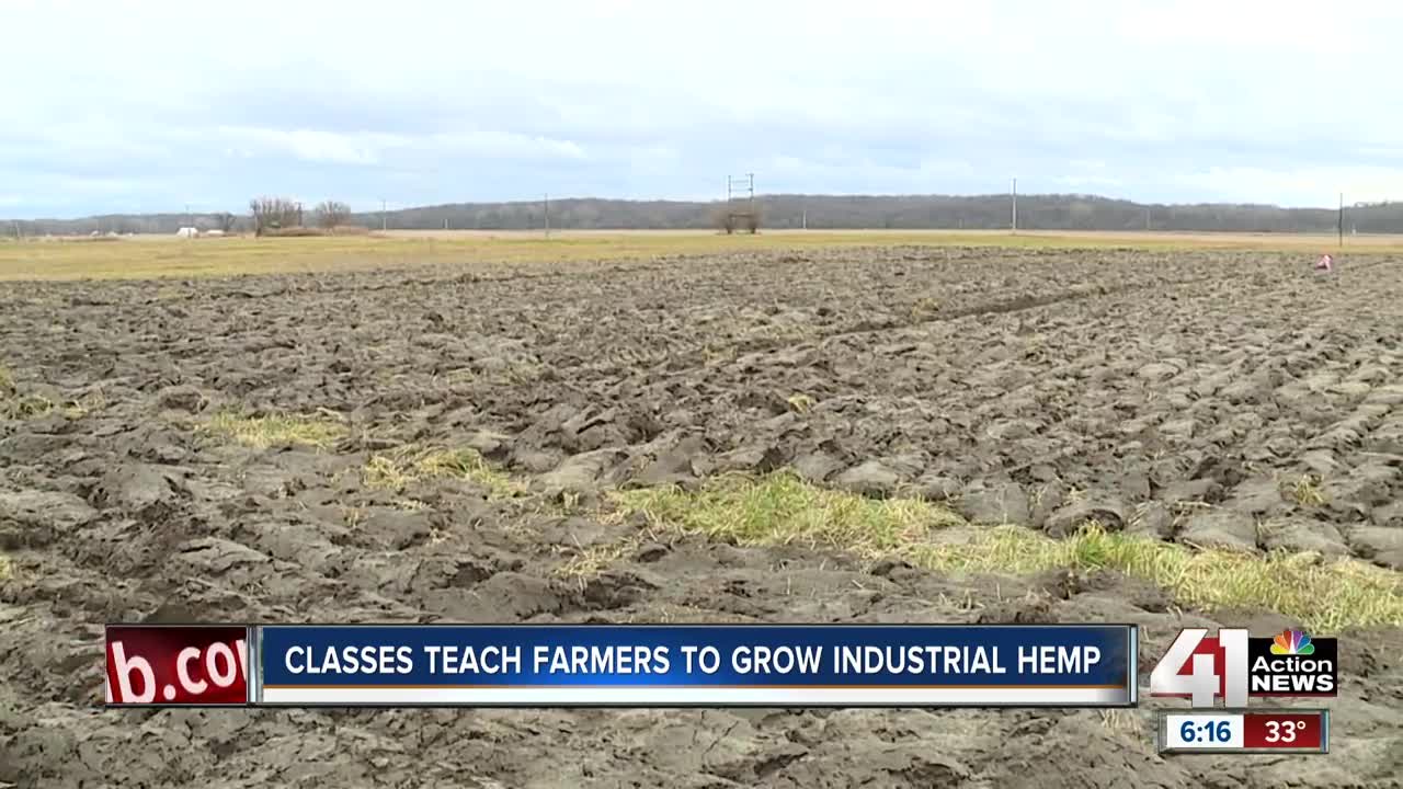 Growing hemp in Kansas, academy teaches farmers how to grow