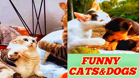 Funny Cats and dogs 🐱🤣 FUNNY animals VIDEOS 2023 🐱🐶