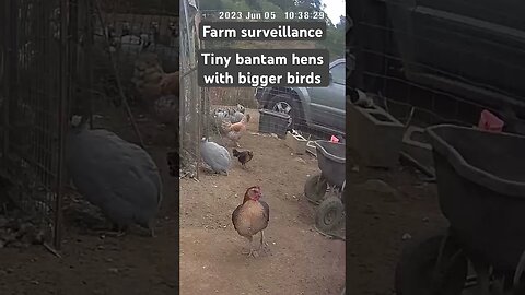 Farm surveillance. Tiny bantam hens with the big chickens