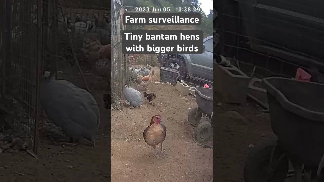 Farm surveillance. Tiny bantam hens with the big chickens