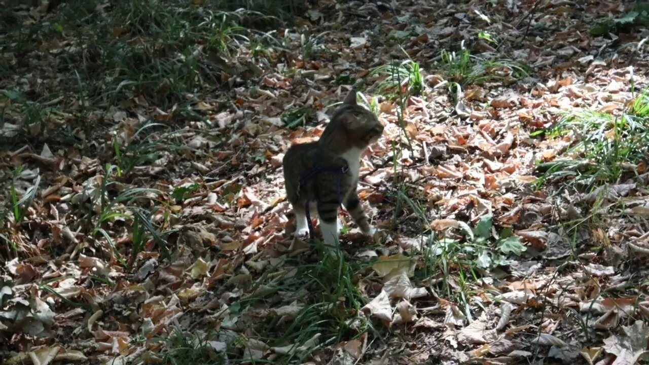 Cat Walks through the Grass in the Forest