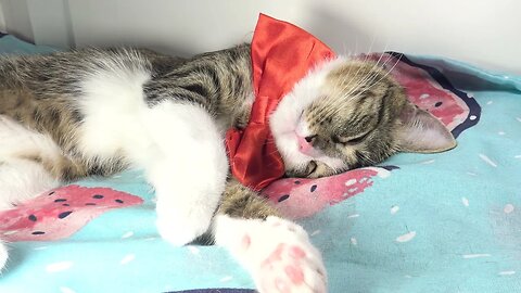 Cat Stretches His Cute Little Claws