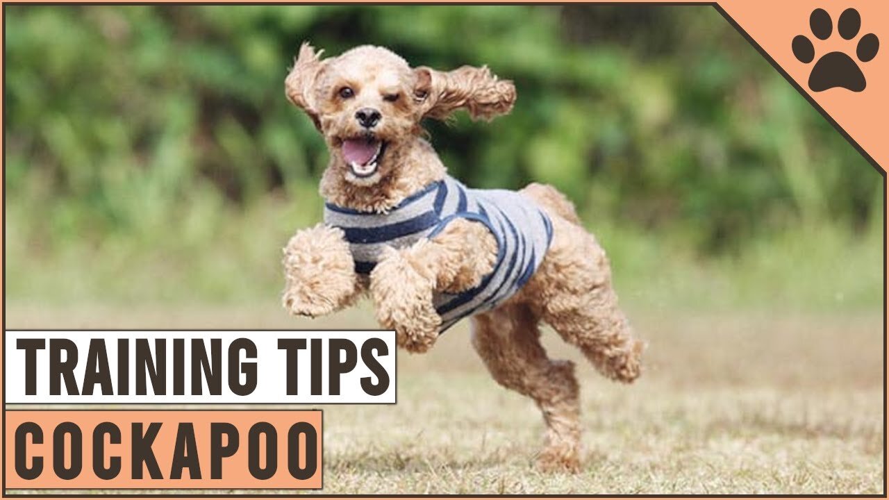 How To Train A Cockapoo