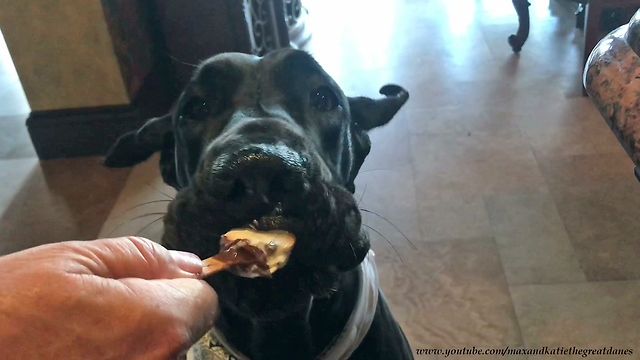 Happy Great Dane Enjoys Ice Cream Bar