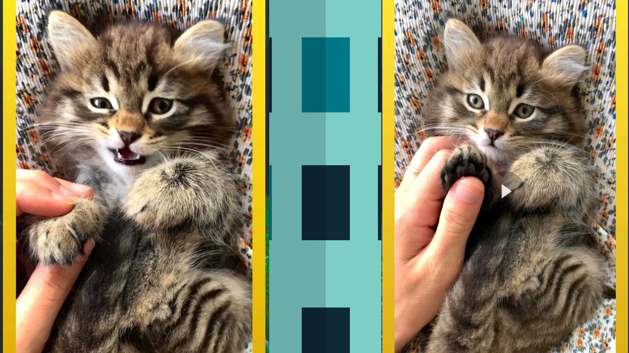 Little kitty embarrassed when teasing
