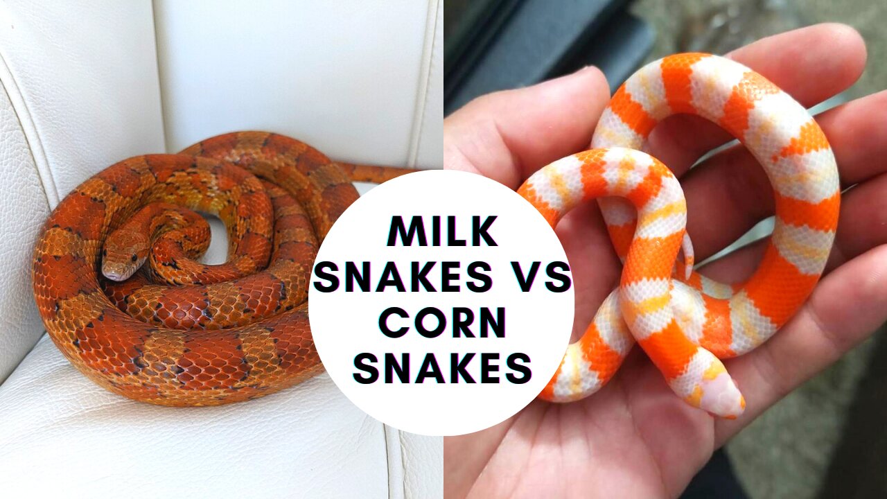 🐍Milk Snakes vs Corn Snakes: (The Best Beginner Snake)