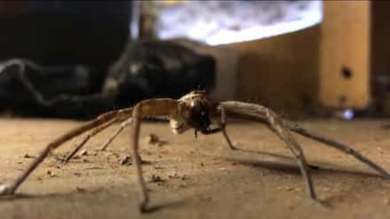 Avez-vous déjà vu une araignée prendre son petit-déjeuner?