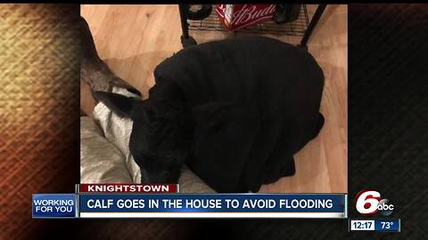Indiana calf goes in the house to avoid flooding