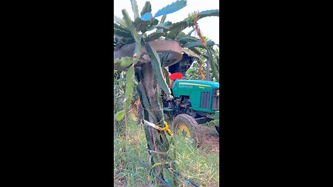 Dragan fruit farming