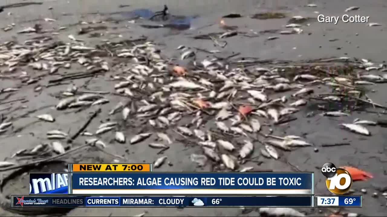 Researchers looking into chance of toxic algae in San Diego