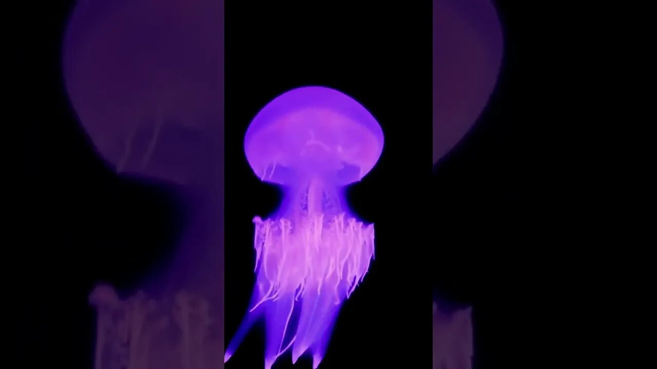 satisfying jellyfish Best viral reel video #shorts #viral