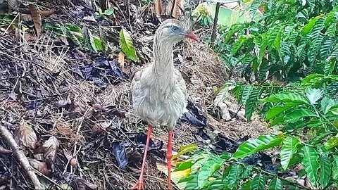 Seriema em busca de comida ave cariamiforme, Cariamidae